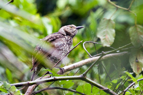 Regent Bowerbird (Sericulus chrysocephalus)
